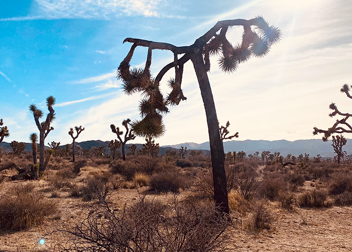 camping in joshua tree