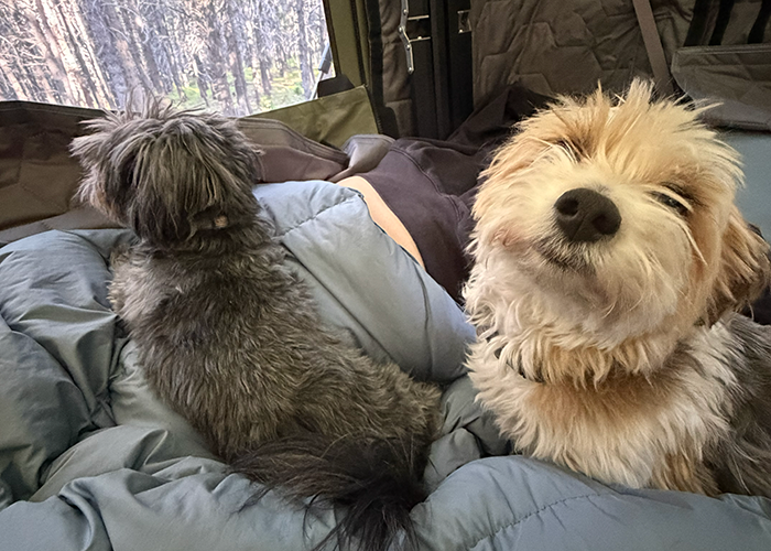 Best truck camper for dogs