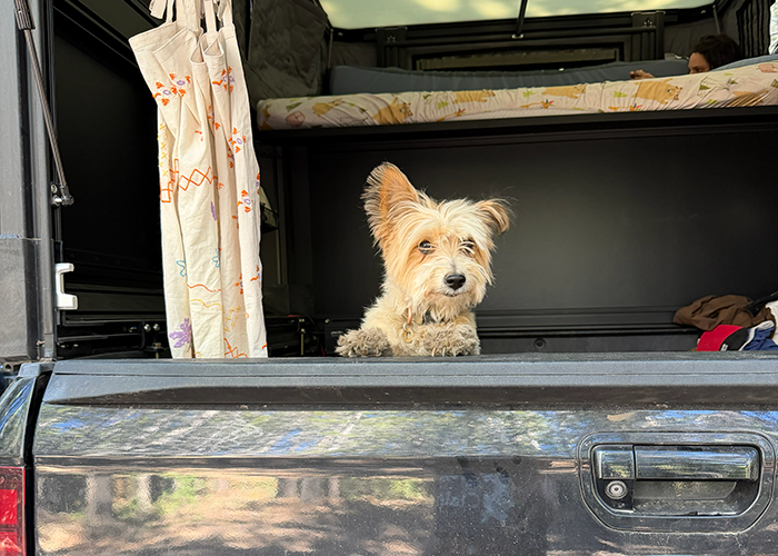 dogs in a truck camper