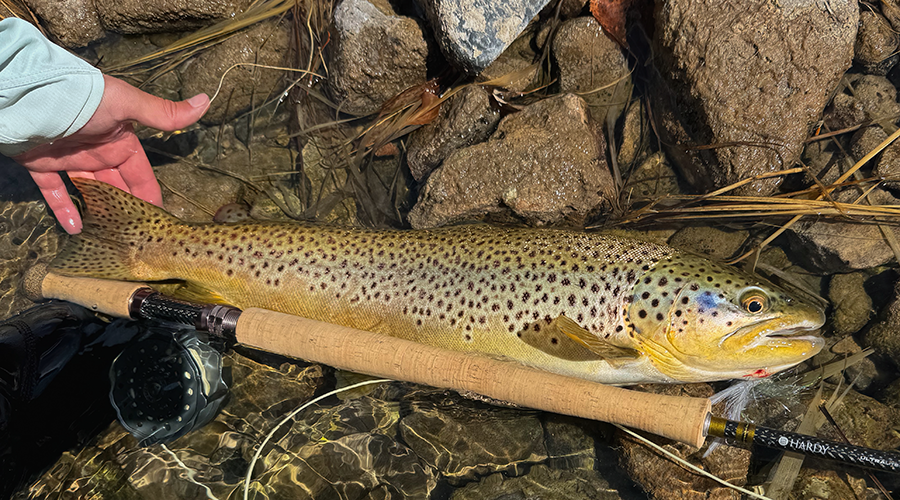 trout fishing near me