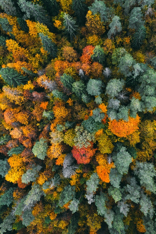 A young person carefully lights dry grass with a pitch stick under the guidance of an experienced fire practitioner, while other firefighters observe nearby in a forest clearing.