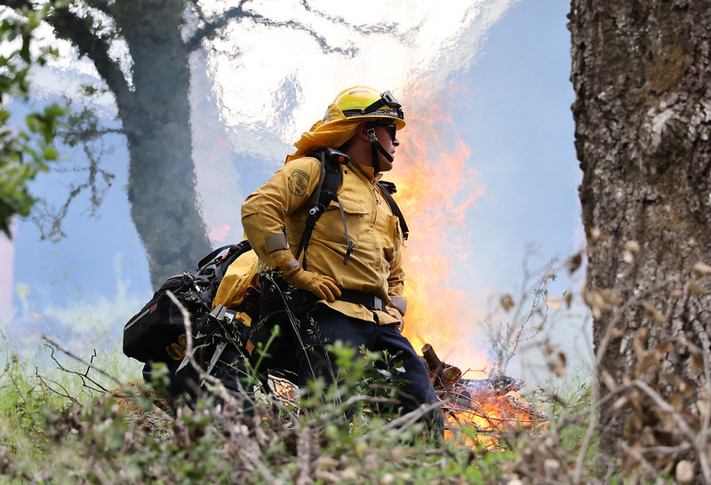 Wildland firefighter conducting prescribed burning in a forested area.