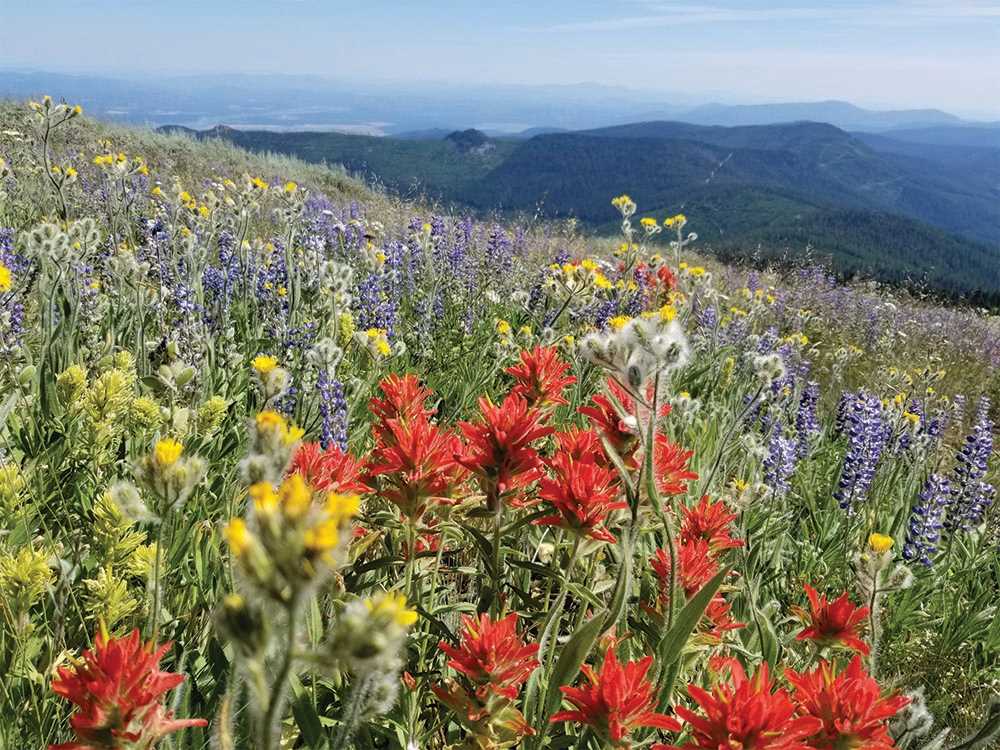 View of wildflowers in a meadow in Kalispel Tribe of Indians