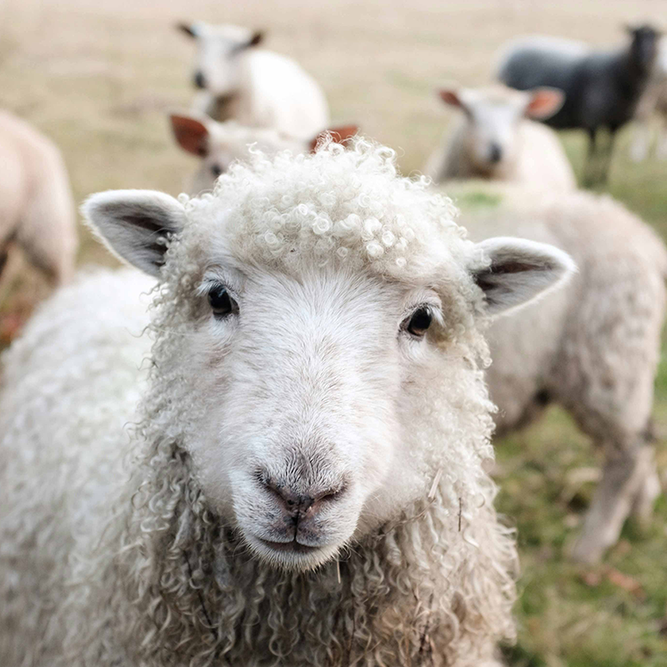 FIRST BLUETONGUE CASE IN SCOTLAND IS CONFIRMED