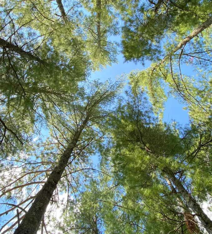 Looking up into trees