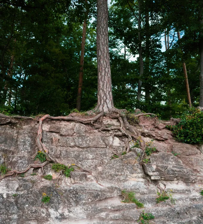 Tree roots intertwine with a rocky wall