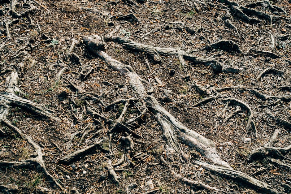 Tree roots and deep soil layers storing organic carbon - carbon capturing hardwood forests Tree roots and deep soil layers storing organic carbon - carbon capturing hardwood forests