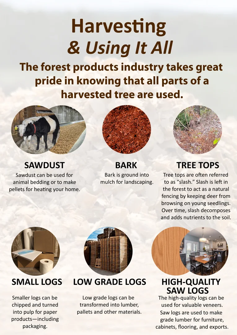 A stack of high-quality FAS grade American hardwood lumber showing clear grain and consistent color - wood for interior A stack of high-quality FAS grade American hardwood lumber showing clear grain and consistent color - wood for interior