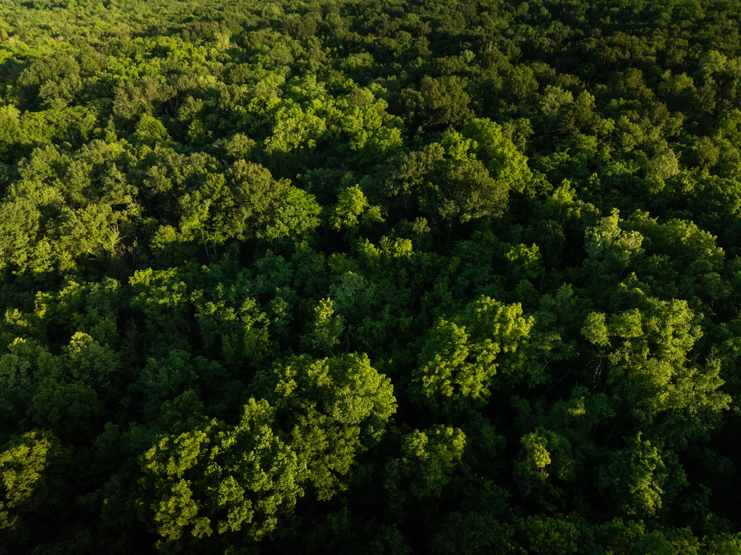 A lush green American hardwood forest showing diverse species and natural sunlight filtering through the canopy - wood for A lush green American hardwood forest showing diverse species and natural sunlight filtering through the canopy - wood for