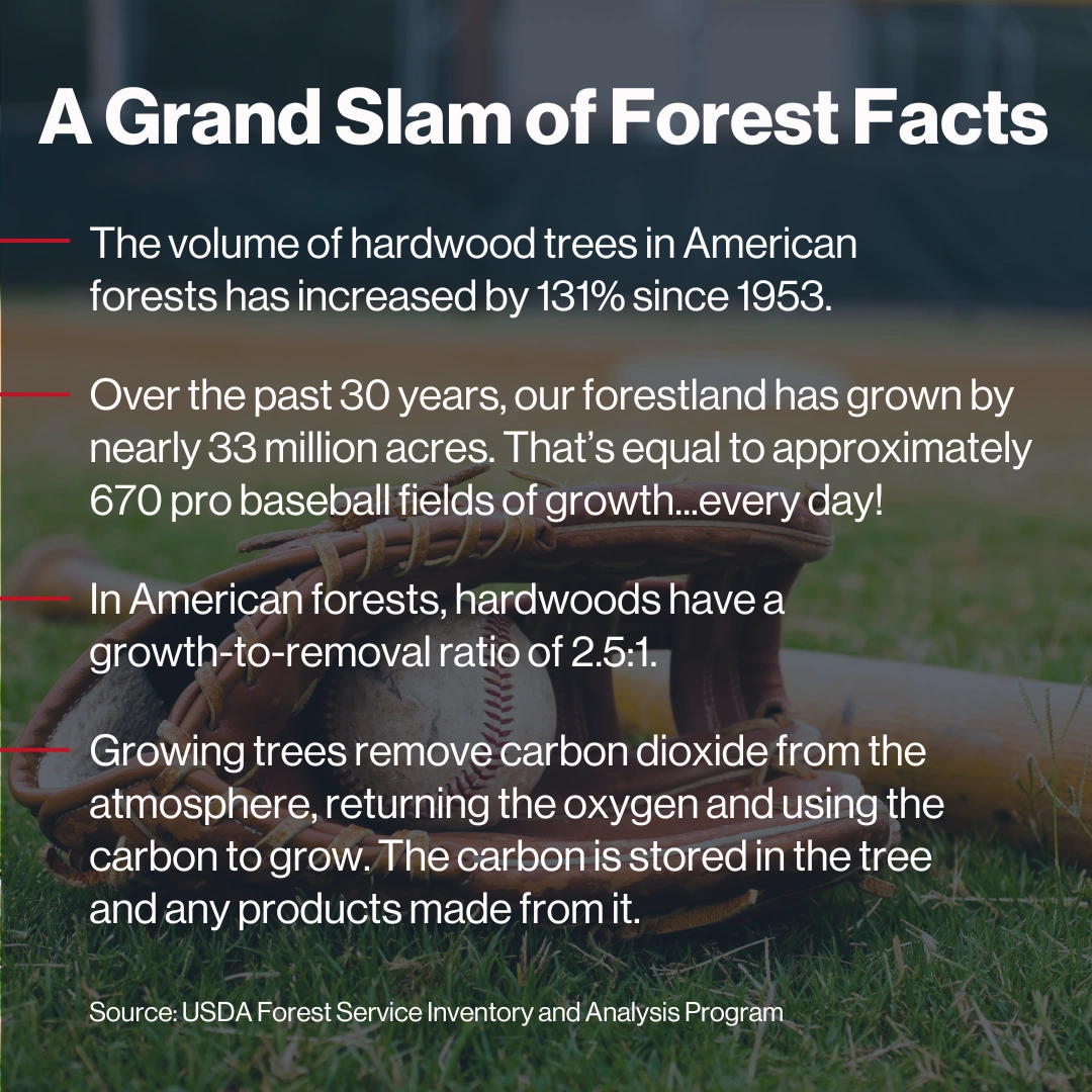 Responsibly managed North American hardwood forest with lush green trees Responsibly managed North American hardwood forest with lush green trees