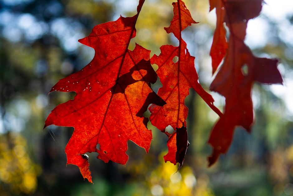 Close-up of American red oak leaves and acorns