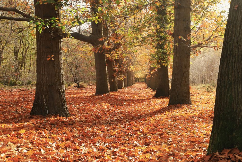 American red oak trees in a North American hardwood forest