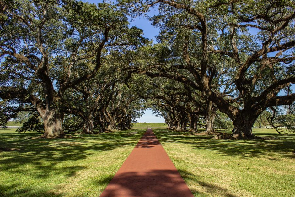 Stand of American red oak trees in an eastern U.S. hardwood forest