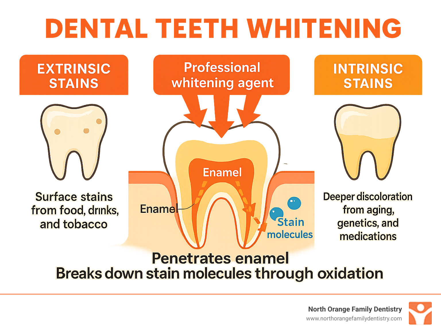 Infographic showing the difference between extrinsic stains (surface stains from food, drinks, and tobacco) and intrinsic stains (deeper discoloration from aging, genetics, and medications), with arrows indicating how professional whitening agents penetrate tooth enamel to break down stain molecules through oxidation - dental teeth whitening infographic 
