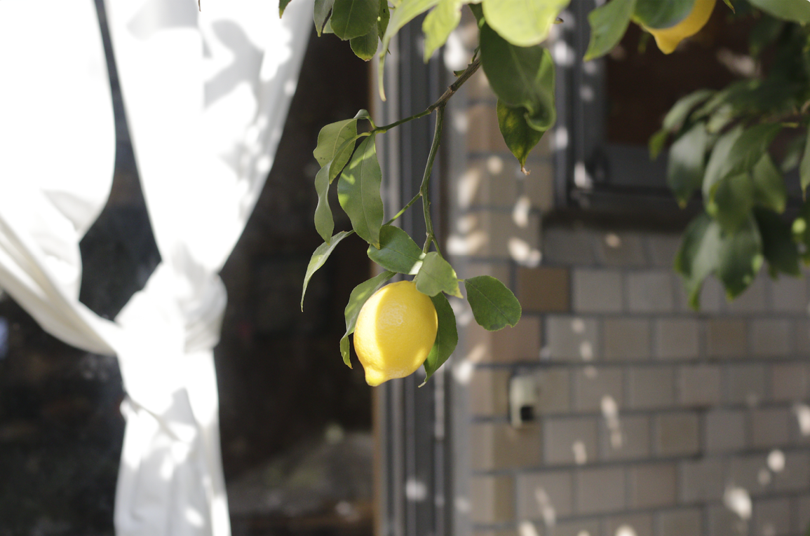 花瓶に入った植物AI 生成コンテンツは誤りを含む可能性があります。