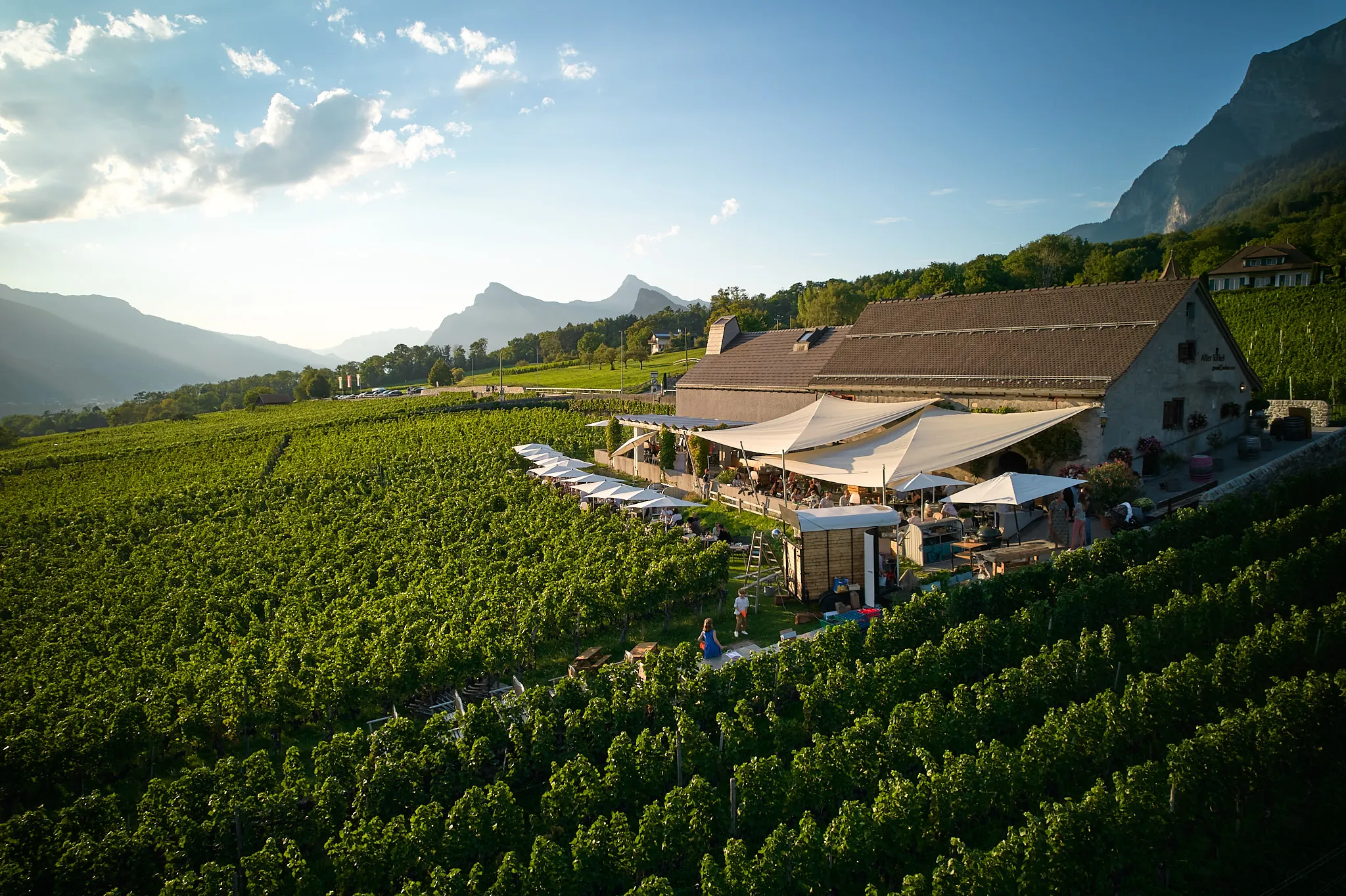 Weingut mit Gästezelt und Sonnenschirmen umgeben von grünen Weinreben in einer Berglandschaft bei Sonnenuntergang.
