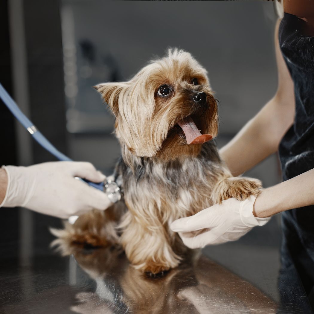 Claims adjuster handles a claims