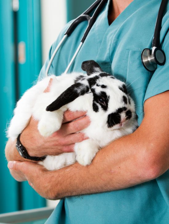 Kostnadskontroll för fakturor för husdjur