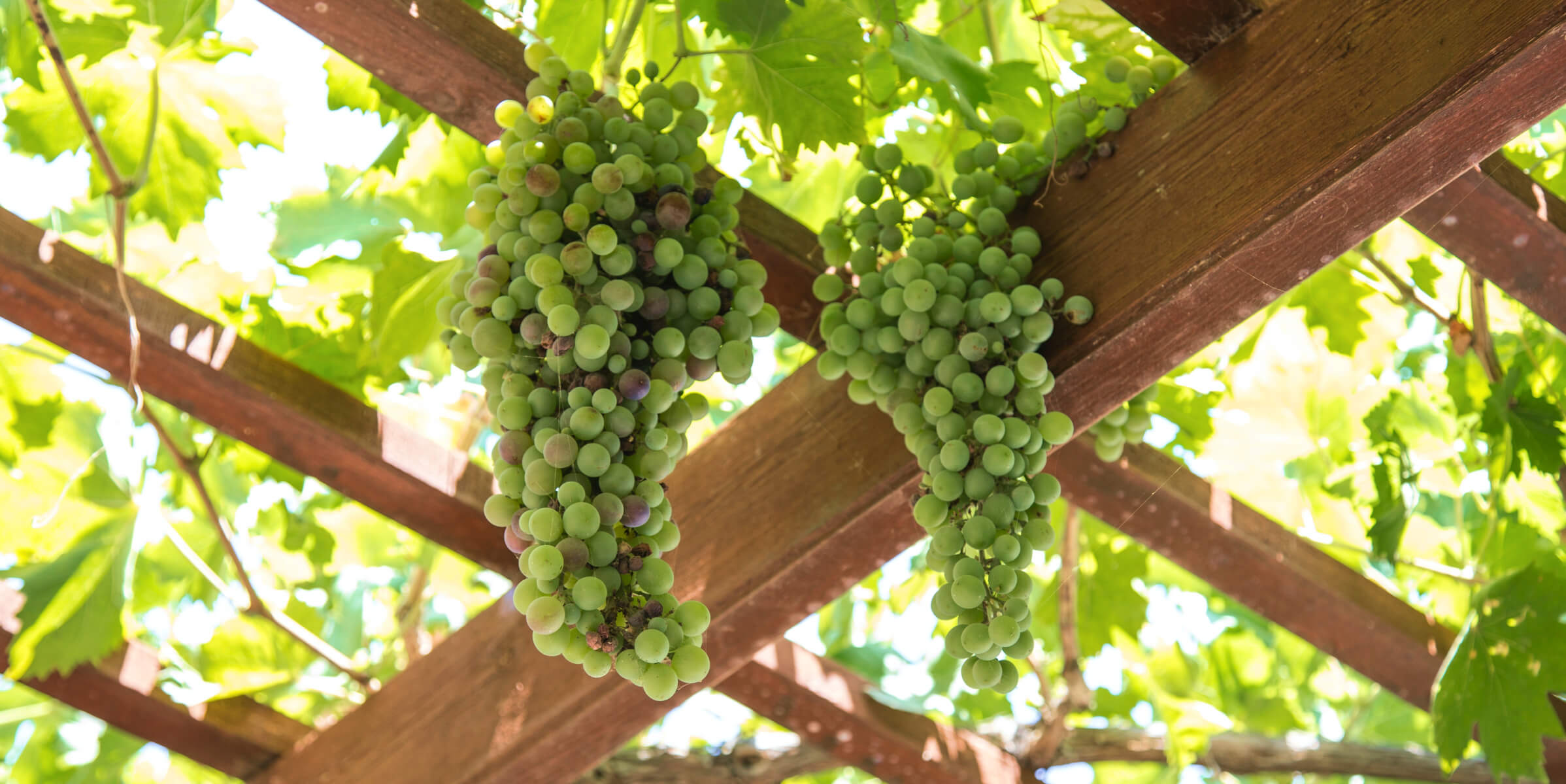 Which are the top 10 best white wines to drink in 2023?