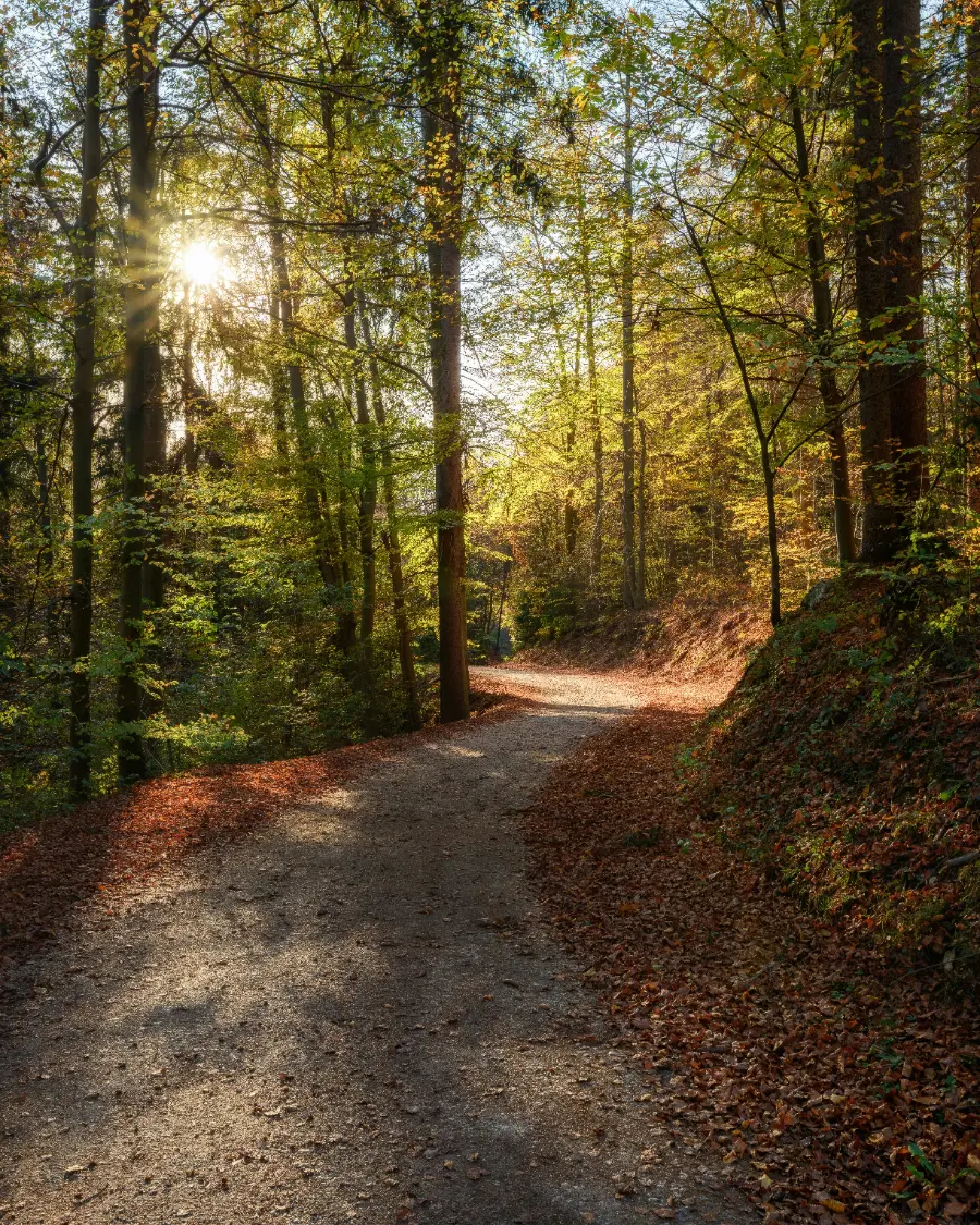 A gravel path through a sunlit autumn forest