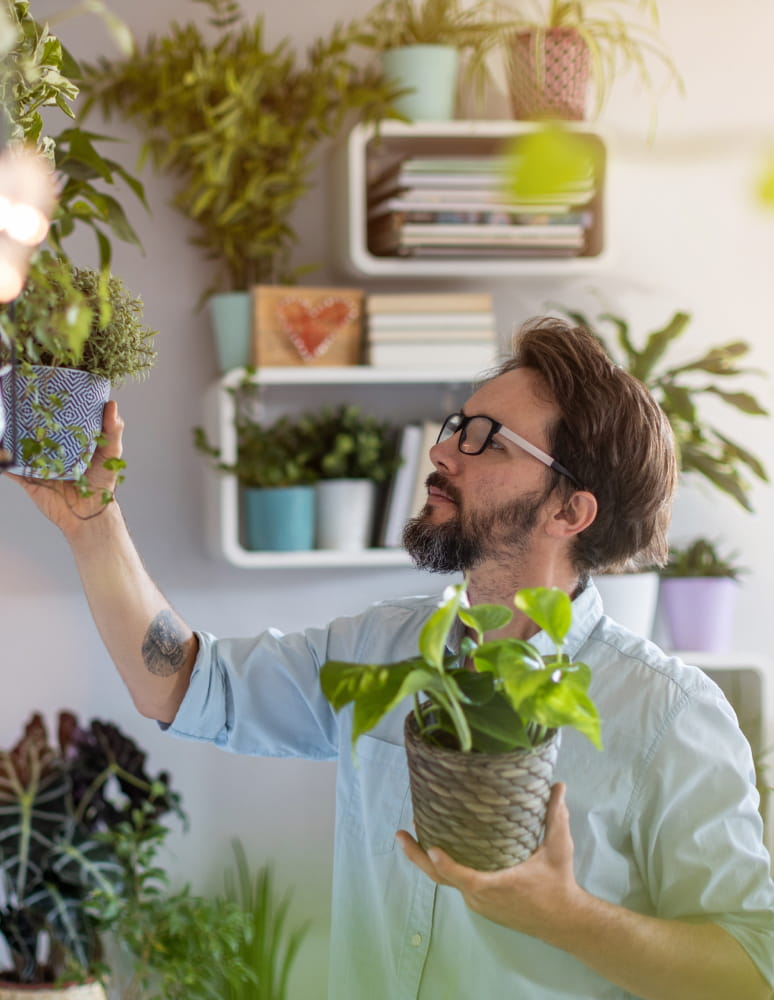 Man arranging potted plants on a shelf while holding a houseplant