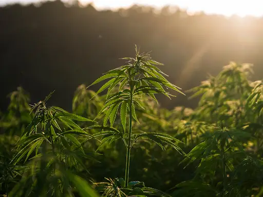 THC vs. THCa: What’s the Difference?