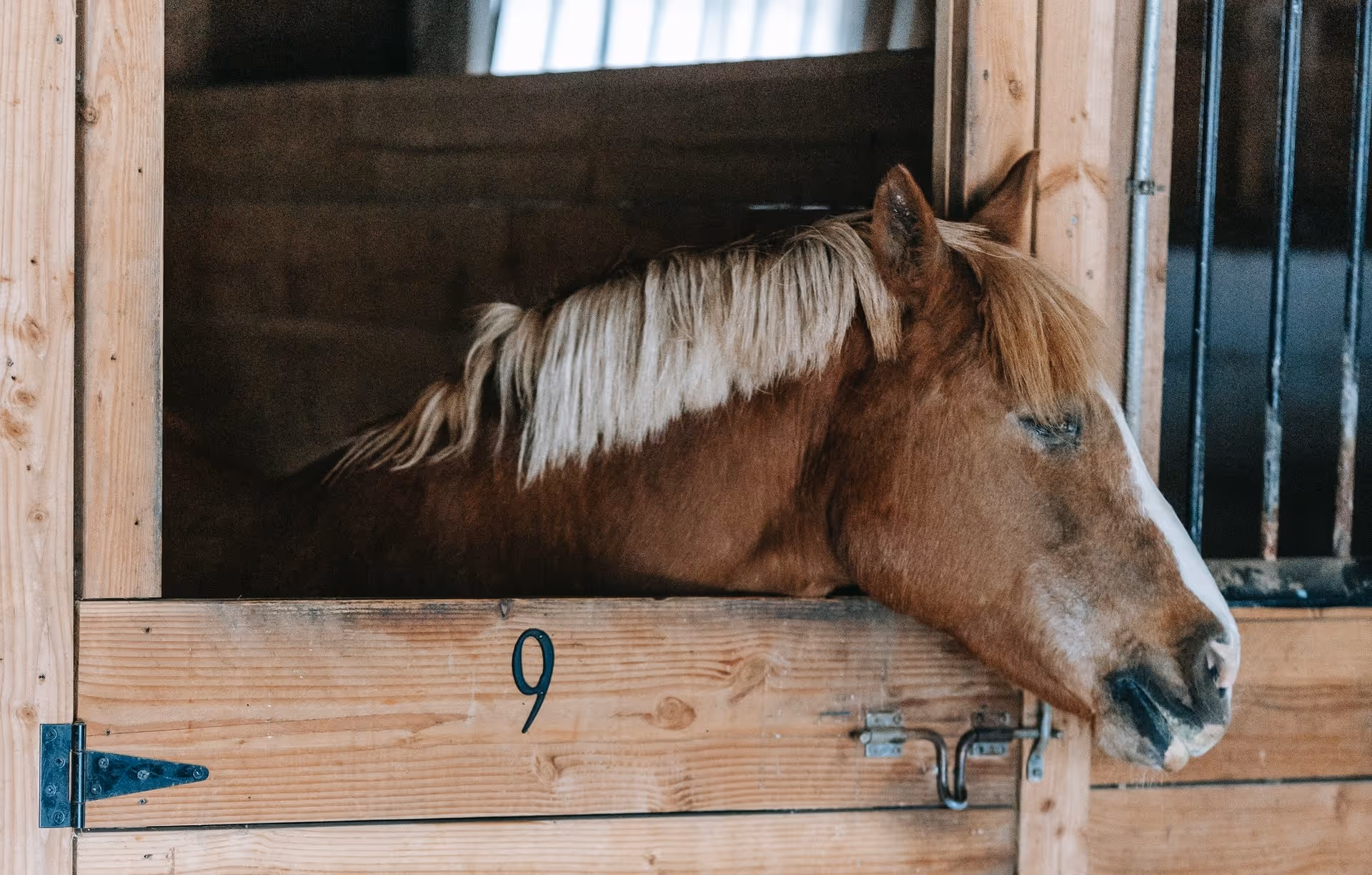 Horse in stable
