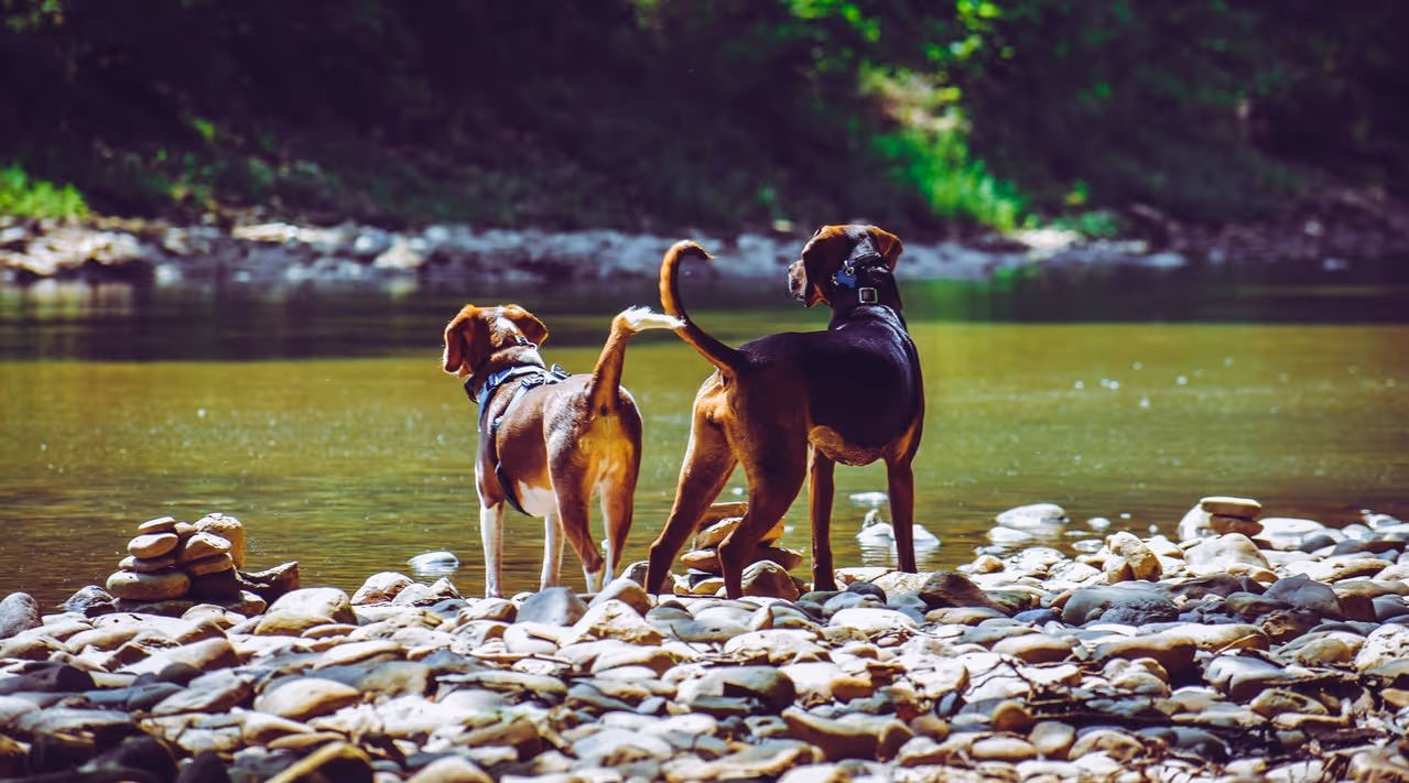 Two dogs by river