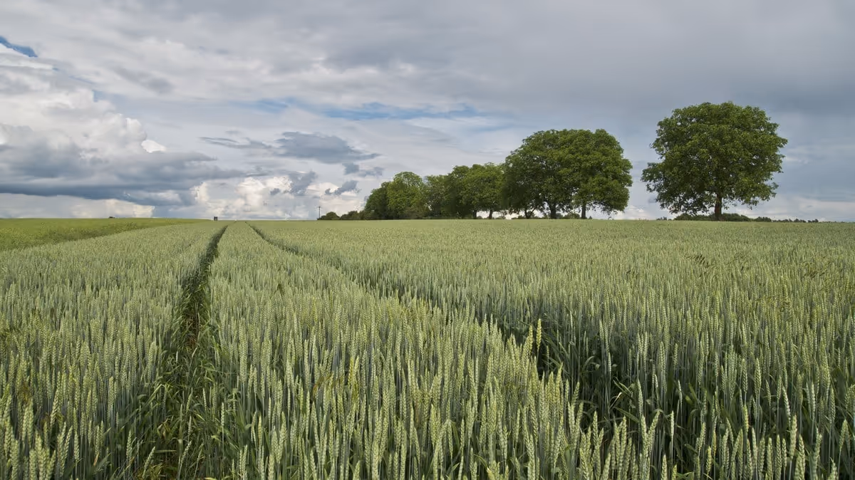 Cereals agriculture - large field