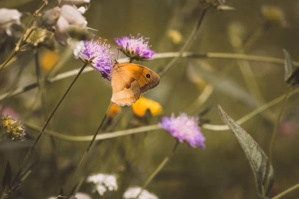 Butterfly in meadow