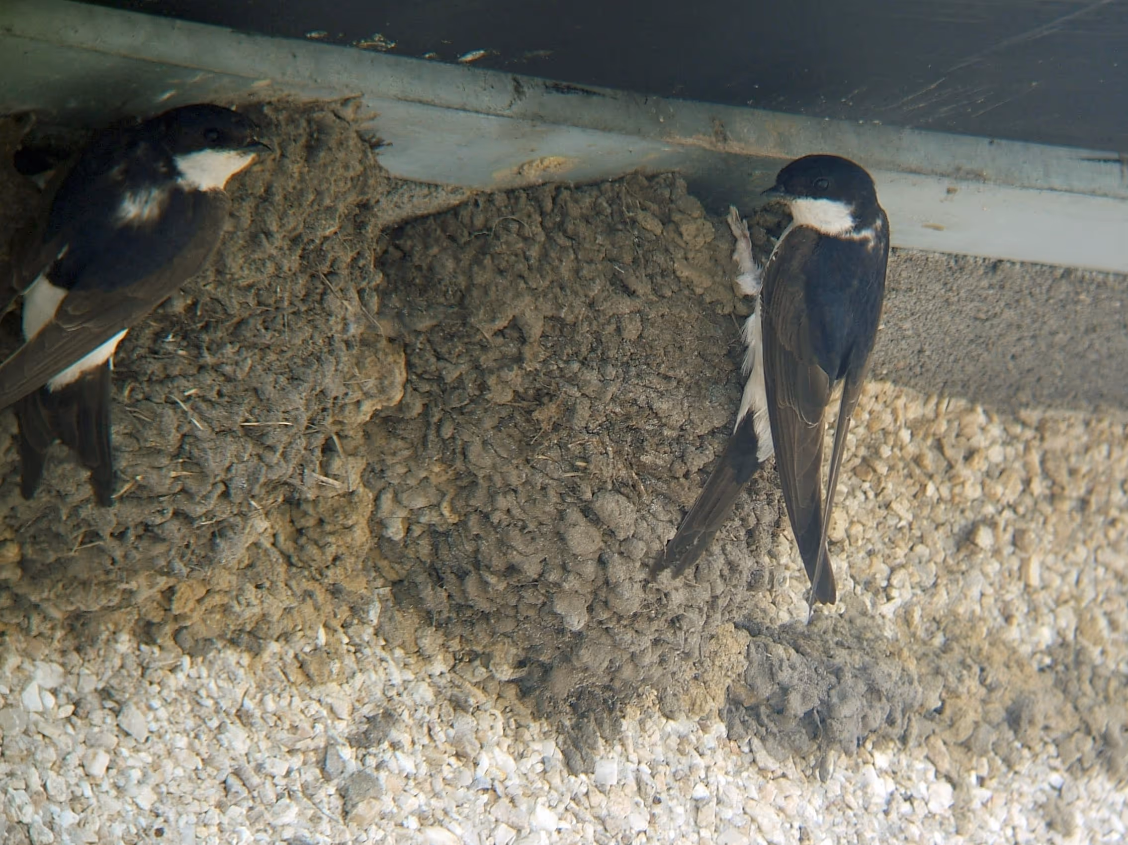 House martins at mud nest