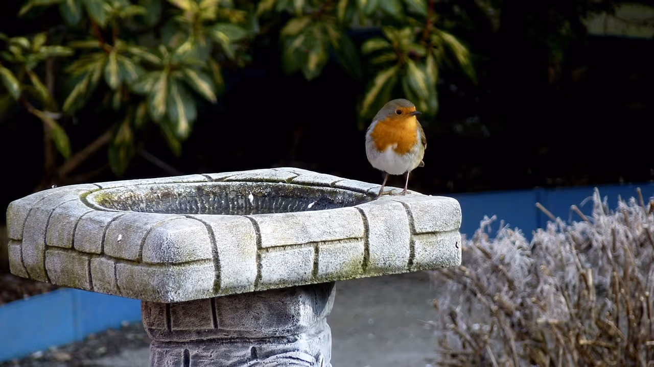 Robin on stone bird bath