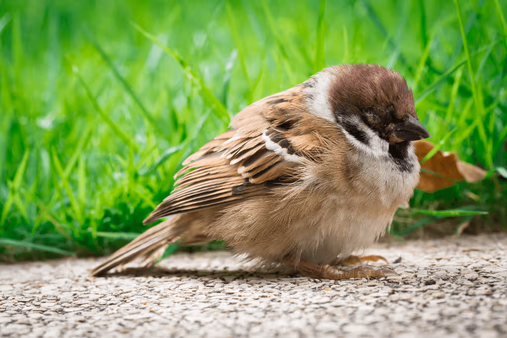 Tree sparrow with avian flu