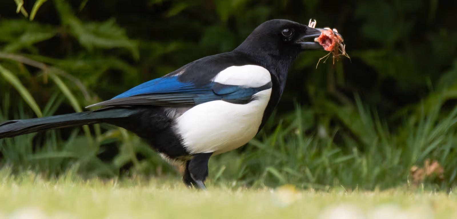 Magpie with small bird prey