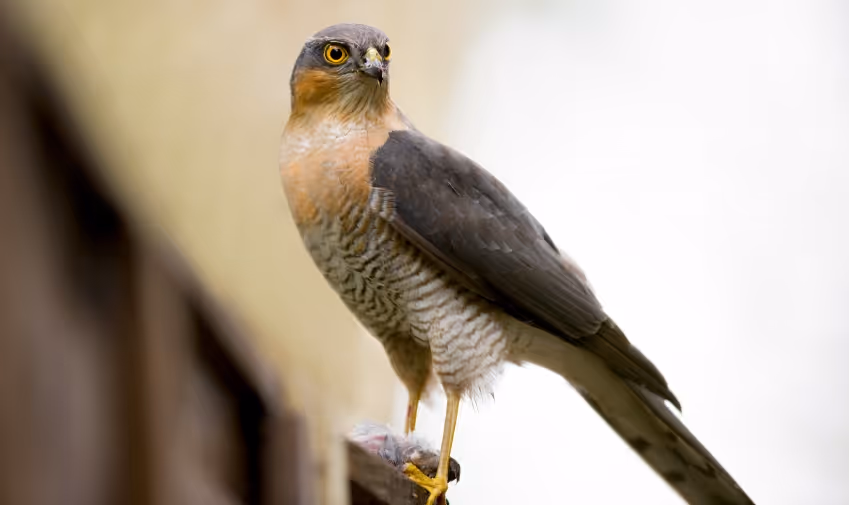Sparrowhawk