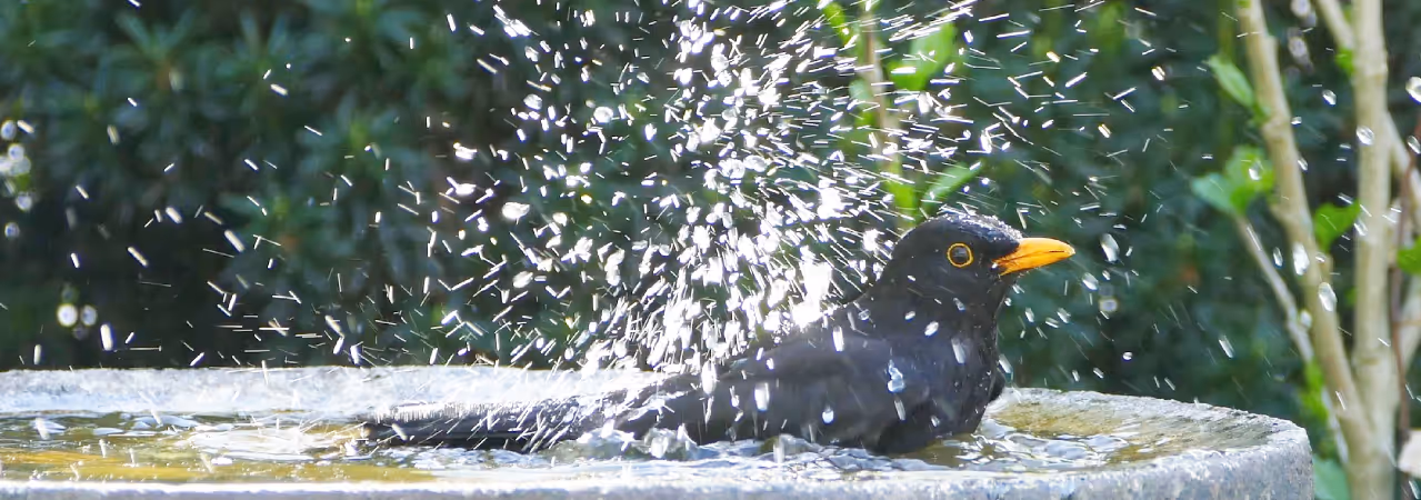 common redstart taking a bath