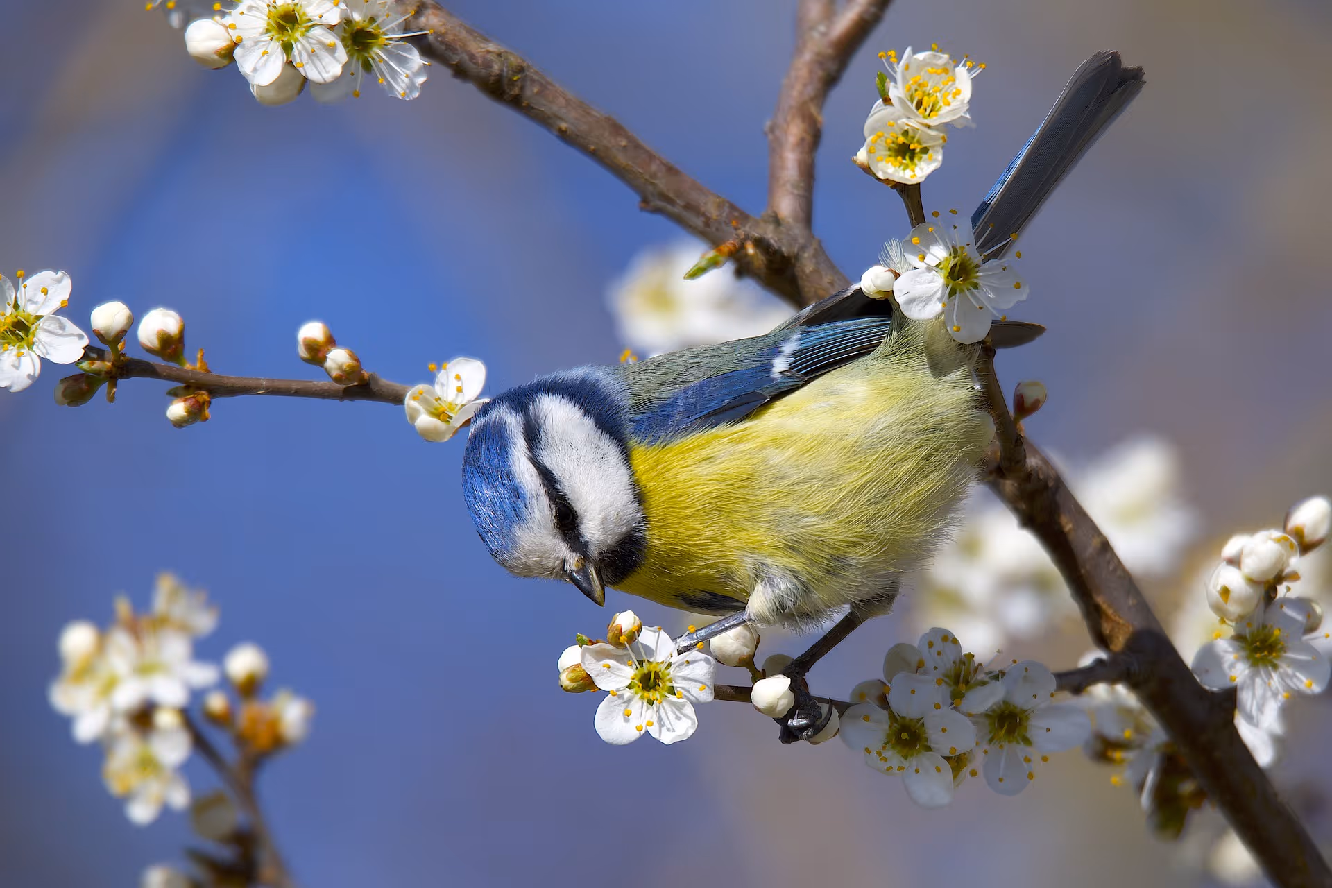 Blue tit on icy branches