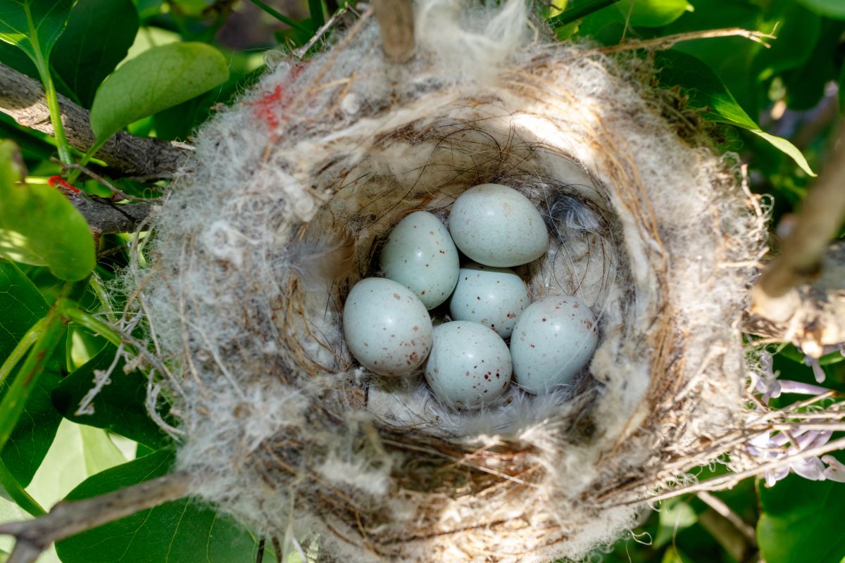 Sparrows on hedge