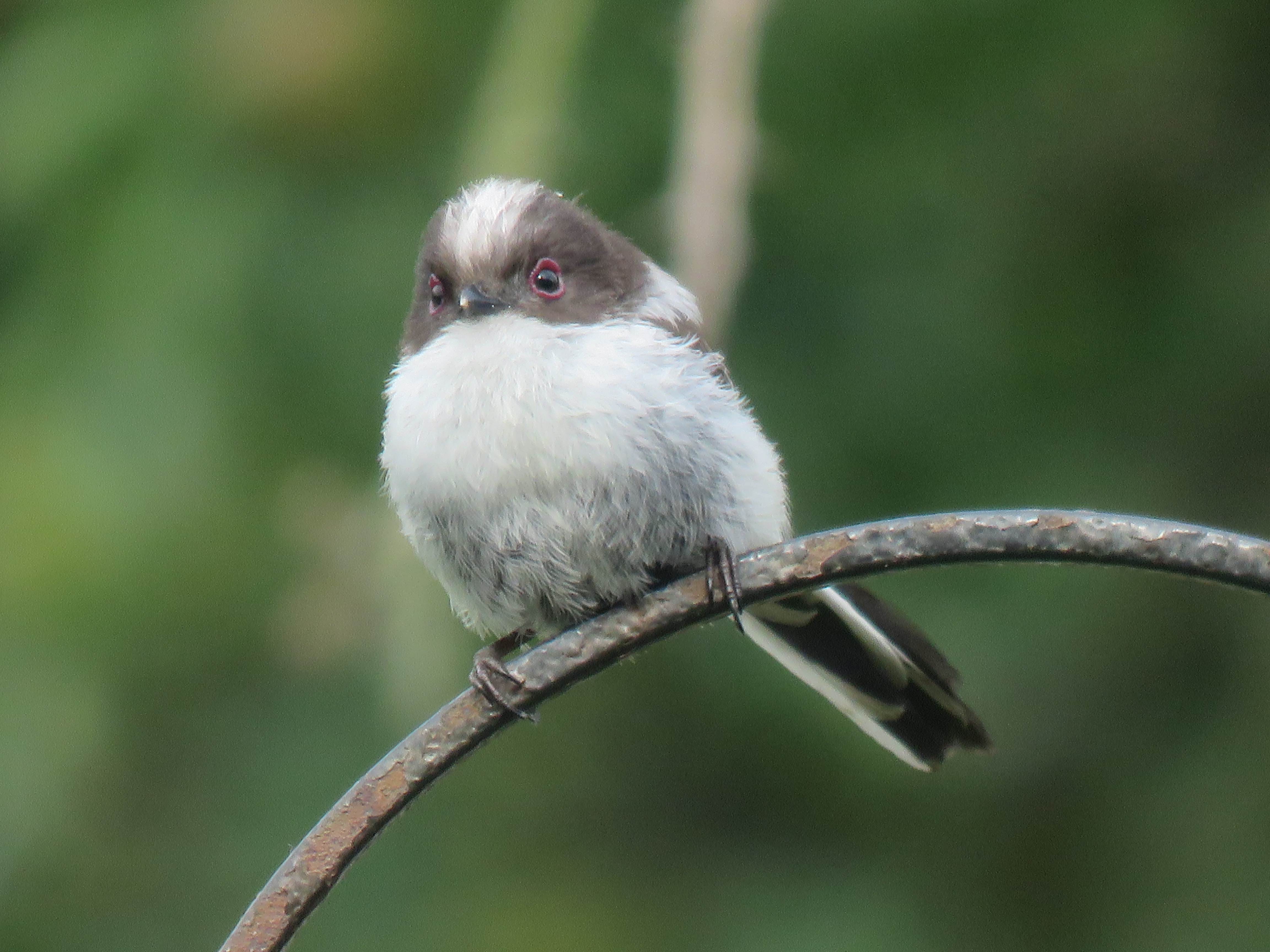 Long-tailed tit by Steve Albaya