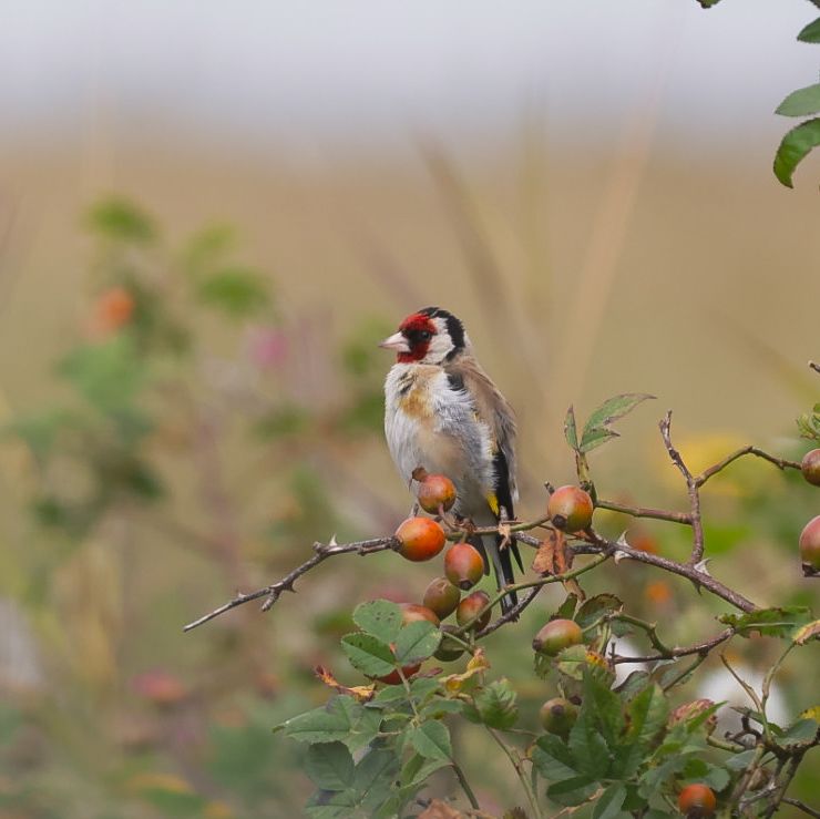 Goldfinch by Louise Hickey