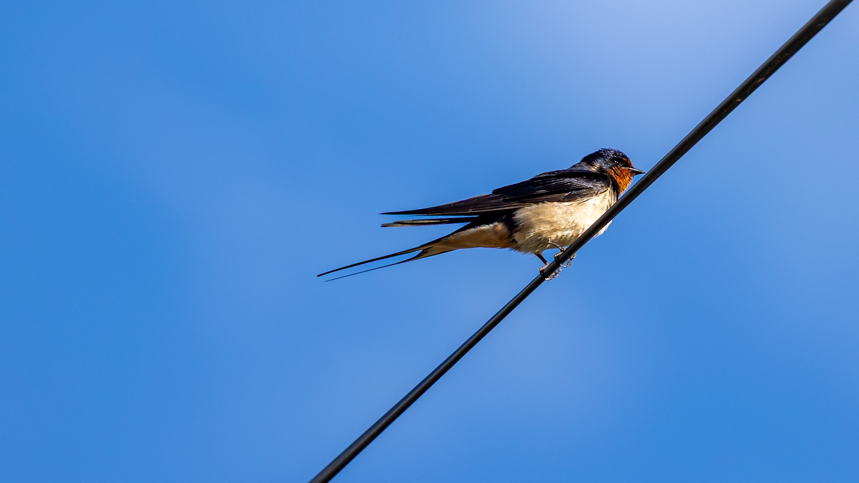 Swallow by Anna Gazeley