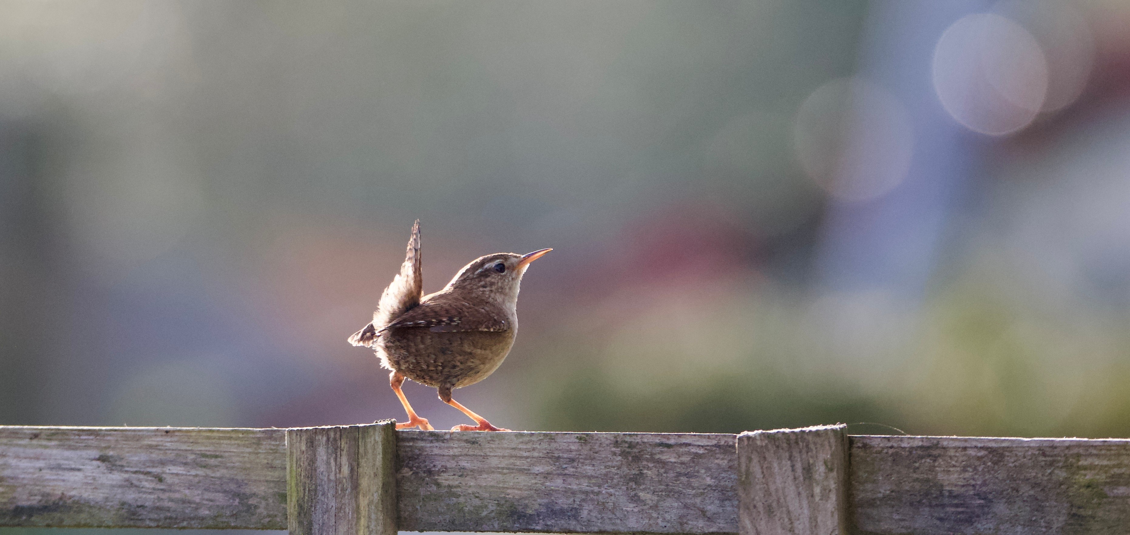 Wren by Stephen Brooks