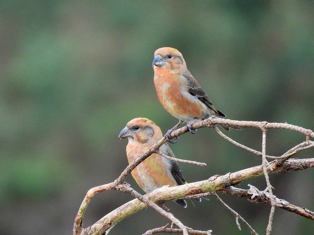 Crossbills by Sharon Wilson