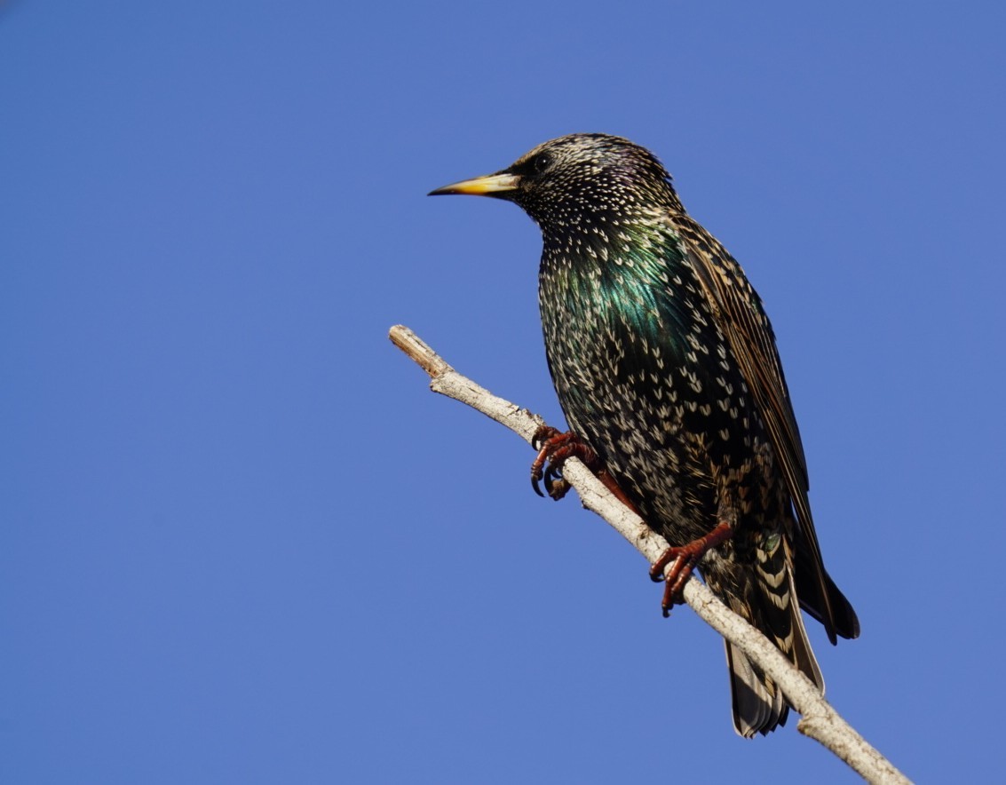 Starling by Brett Sentance