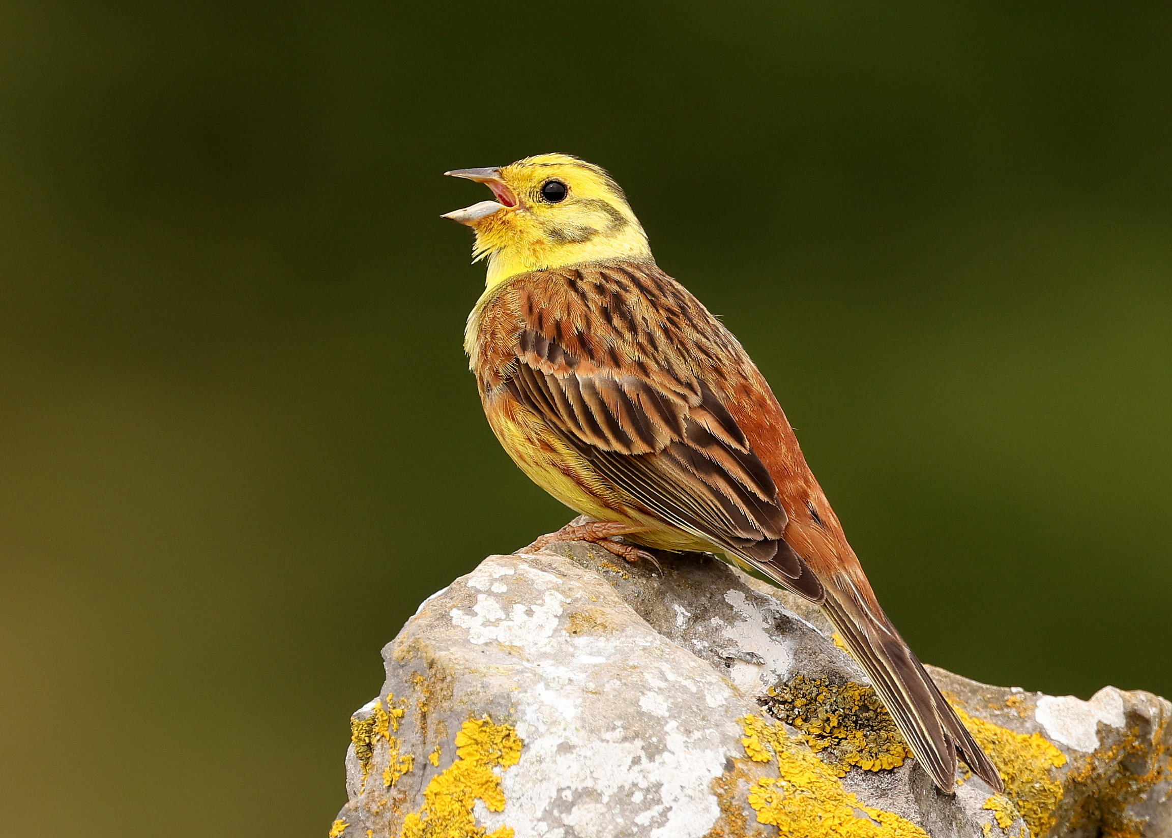Yellowhammer by Jessica Crumpton