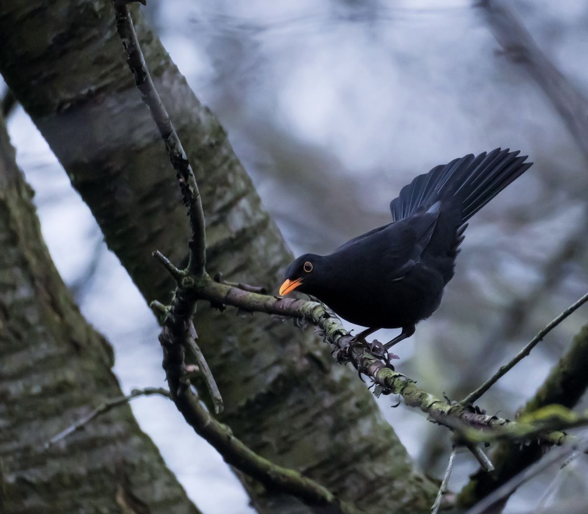 Blackbird by Sam French