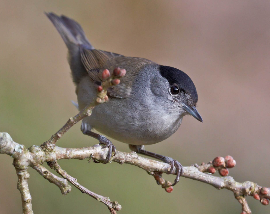 www.songbird-survival.org.uk
