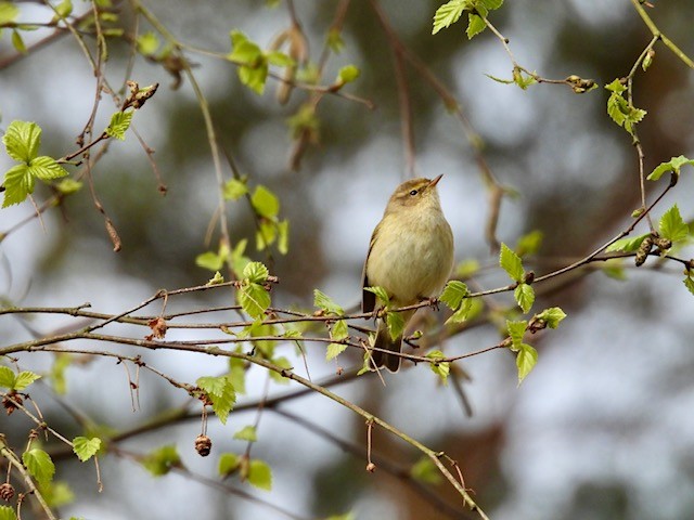 Willow warbler by Sharon Wilson