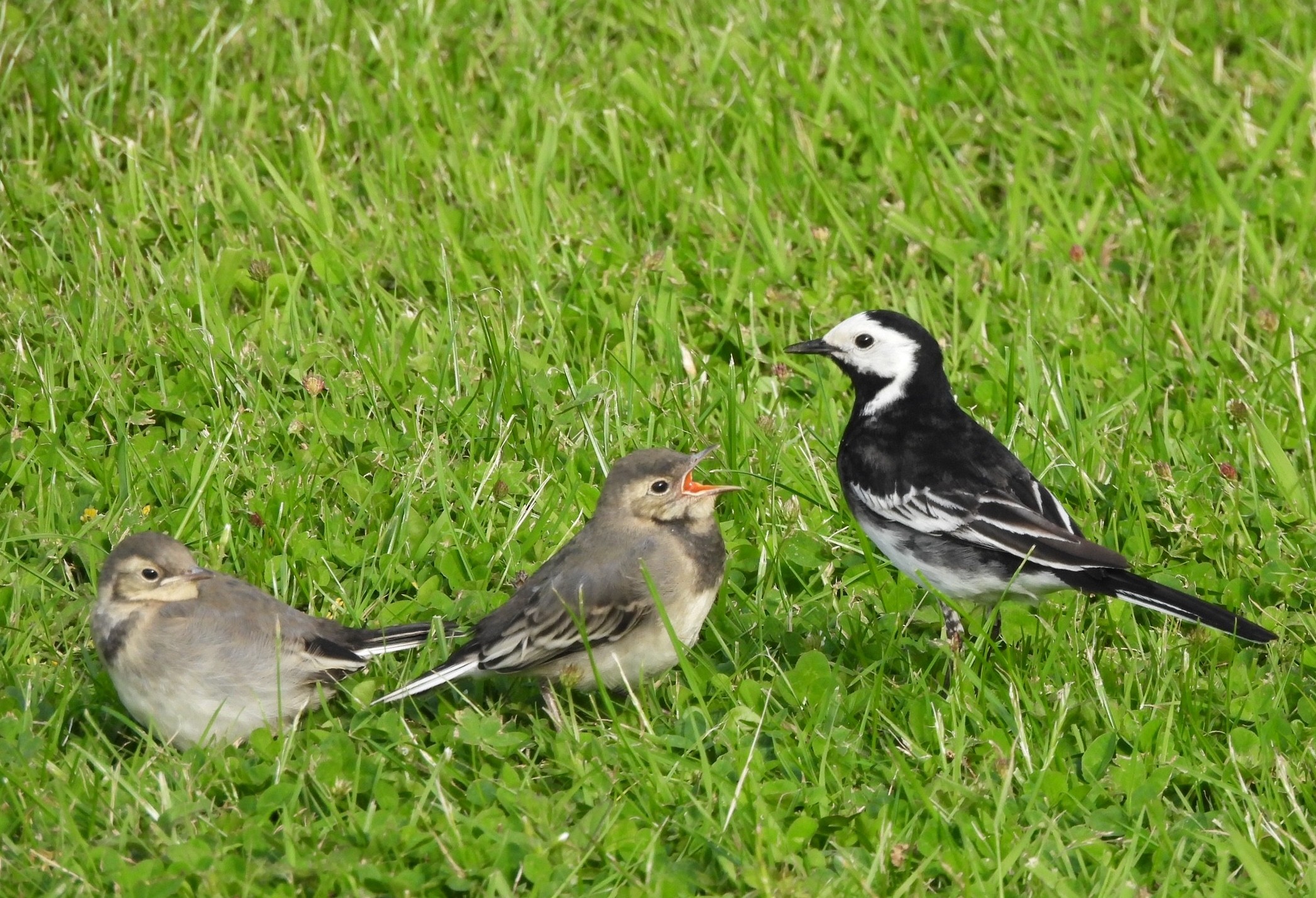 Pied wagtail family by Sharon Wilson