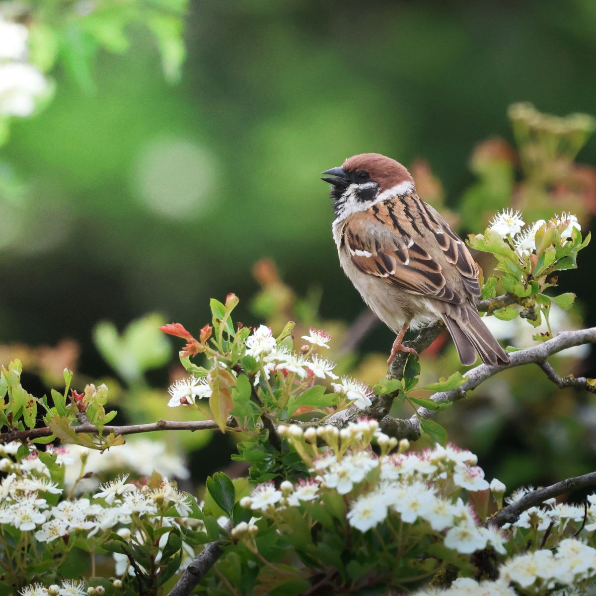 Tree sparrow by Louise Hickey